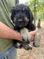 Karma 4 , a male Giant Schnauzer for sale in Rattan, OK – 2 of 3