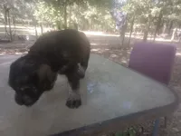 Karma boy 1, a male Giant Schnauzer for sale in Rattan, OK – 5 of 7