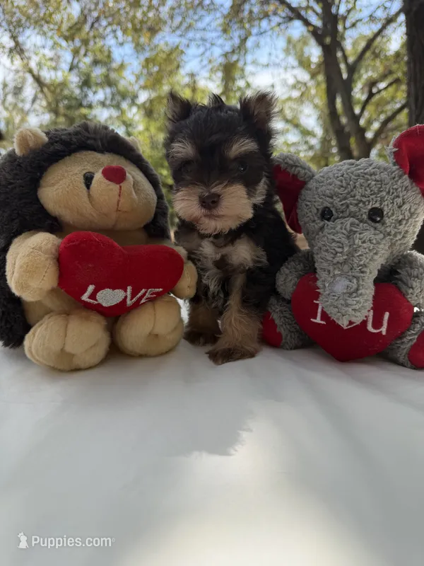 Hopper – Miniature Schnauzer puppy for sale in Rattan, OK