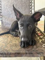 Deuce 1, a male German Shepherd Dog for sale in Rattan, OK – 3 of 4