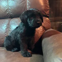 Rugar, a female Giant Schnauzer for sale in Rattan, OK – Photo 5 of 6