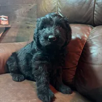 Rugar, a female Giant Schnauzer for sale in Rattan, OK – Photo 2 of 6