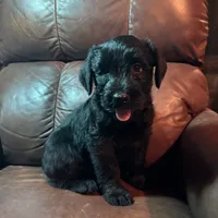Rugar, a female Giant Schnauzer for sale in Rattan, OK – Photo 6 of 6