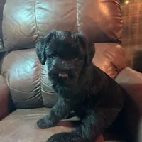 Rugar, a female Giant Schnauzer for sale in Rattan, OK – Photo 4 of 6