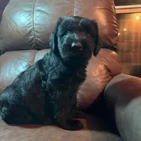 Rugar, a female Giant Schnauzer for sale in Rattan, OK – Photo 3 of 6