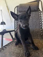 Onyx 1, a female German Shepherd Dog for sale in Rattan, OK – 5 of 6