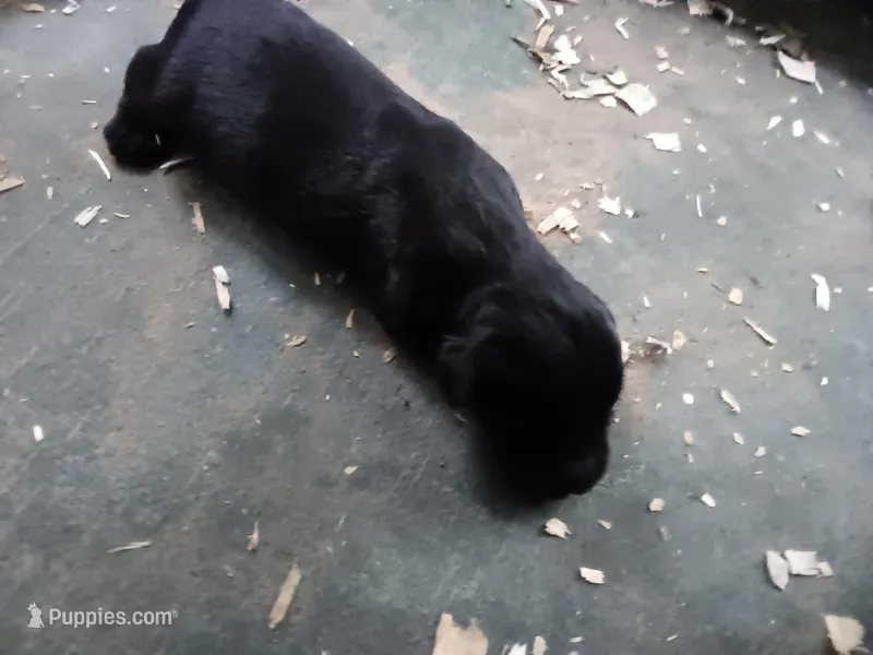 Boy – Giant Schnauzer puppy for sale in Rattan, OK