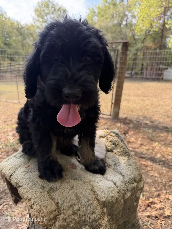 Rugar 2 – Giant Schnauzer puppy for sale in Rattan, OK