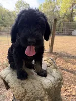 Rugar 2, a female Giant Schnauzer for sale in Rattan, OK – 1 of 3