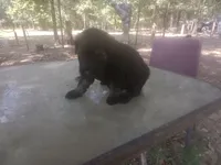 Karma boy 2, a male Giant Schnauzer for sale in Rattan, OK – 3 of 3