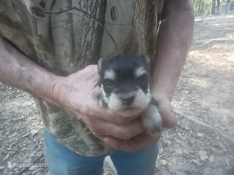 Hopper – Miniature Schnauzer puppy for sale in Rattan, OK