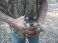 Hopper, a male Miniature Schnauzer for sale in Rattan, OK – 1 of 1