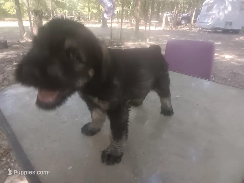 Karma boy 1 – Giant Schnauzer puppy for sale in Rattan, OK