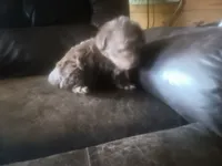 Fancys chocolate, a female Schnoodle for sale in Rattan, OK – 2 of 2