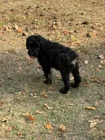 Rugar 2, a female Giant Schnauzer for sale in Rattan, OK – 3 of 3