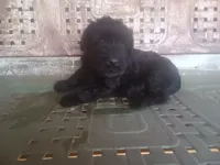 Rugar 1, a female Giant Schnauzer for sale in Rattan, OK – 3 of 6