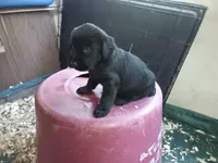 Girl, a female Giant Schnauzer for sale in Rattan, OK – 1 of 2
