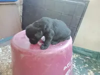 Girl, a female Giant Schnauzer for sale in Rattan, OK – 2 of 2
