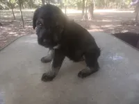 Karma boy 1, a male Giant Schnauzer for sale in Rattan, OK – 2 of 7