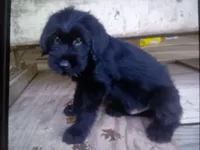 Boy with ears done, a male Giant Schnauzer for sale in Rattan, OK – 1 of 1