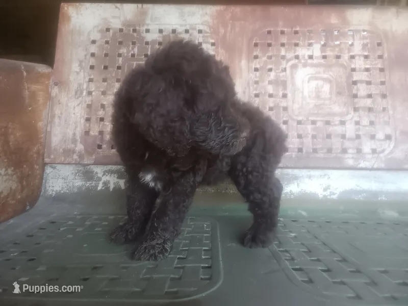 Salty boy – Schnoodle puppy for sale in Rattan, OK