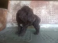 Salty boy, a male Schnoodle for sale in Rattan, OK – 1 of 2
