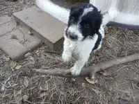 Giant schnoodle, a male Schnoodle for sale in Rattan, OK – Photo 3 of 6