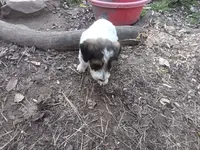 Giant schnoodle, a male Schnoodle for sale in Rattan, OK – Photo 5 of 6