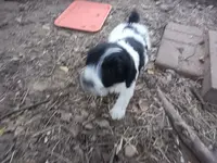 Giant schnoodle, a male Schnoodle for sale in Rattan, OK – Photo 1 of 6