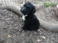 Giant schnoodle, a male Schnoodle for sale in Rattan, OK – Photo 4 of 6