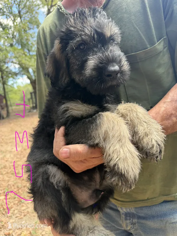 Karma boy 1 – Giant Schnauzer puppy for sale in Rattan, OK