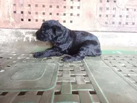 Girl, a female Giant Schnauzer for sale in Rattan, OK – 2 of 2