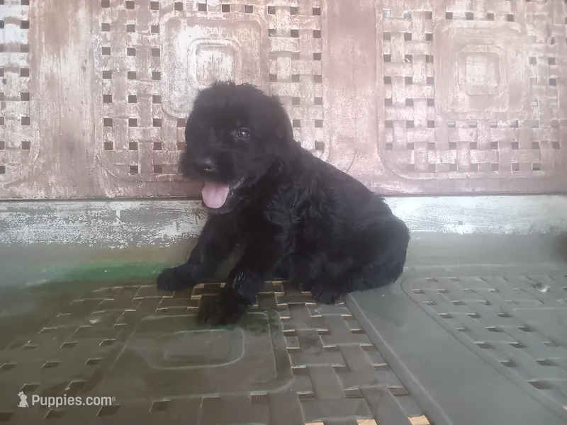 Rugar 1 – Giant Schnauzer puppy for sale in Rattan, OK