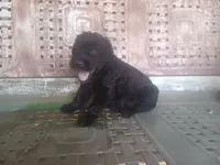 Rugar 1, a female Giant Schnauzer for sale in Rattan, OK – 1 of 6