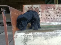Borg, a male Giant Schnauzer for sale in Rattan, OK – 4 of 5