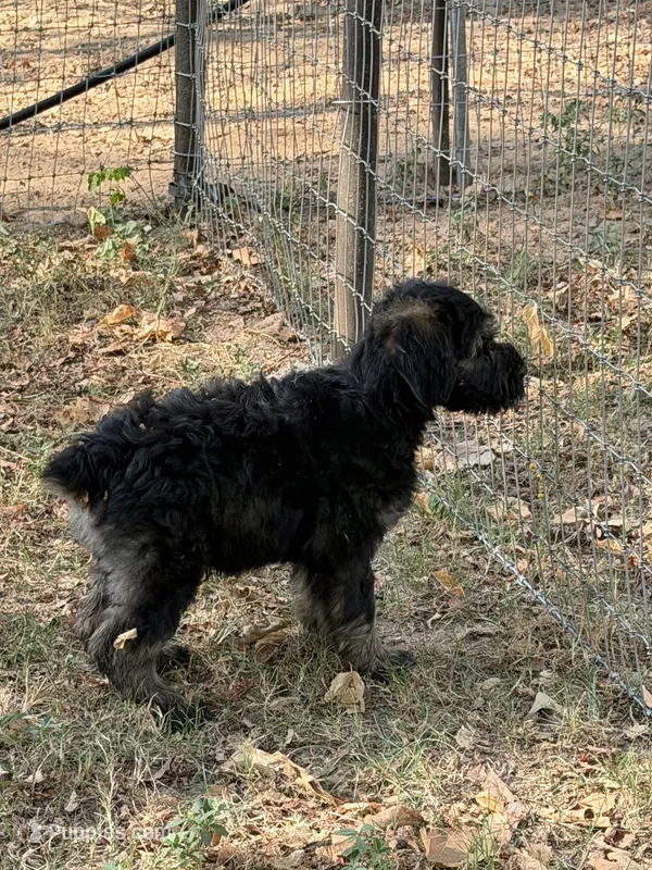 Karma boy 2 – Giant Schnauzer puppy for sale in Rattan, OK