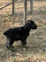 Karma boy 2, a male Giant Schnauzer for sale in Rattan, OK – 1 of 3