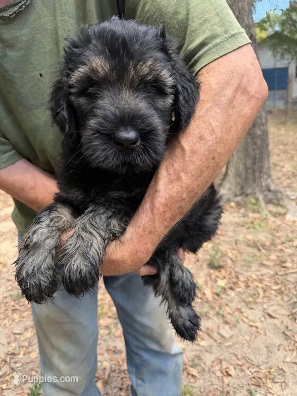 Karma boy 2 – Giant Schnauzer puppy for sale in Rattan, OK