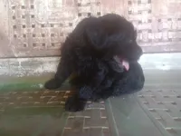 Rugar 1, a female Giant Schnauzer for sale in Rattan, OK – 5 of 6
