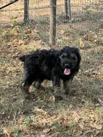 Karma boy 2, a male Giant Schnauzer for sale in Rattan, OK – 2 of 3