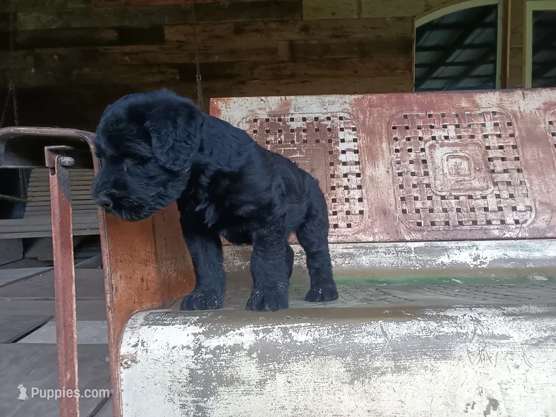 Borg – Giant Schnauzer puppy for sale in Rattan, OK