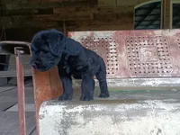 Borg, a male Giant Schnauzer for sale in Rattan, OK – 1 of 5