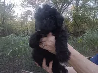 Giant schnoodle, a female Schnoodle for sale in Rattan, OK – Photo 7 of 7