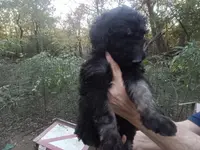 Giant schnoodle, a female Schnoodle for sale in Rattan, OK – Photo 4 of 7