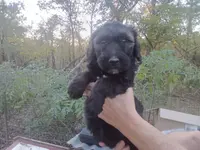 Giant schnoodle, a female Schnoodle for sale in Rattan, OK – Photo 6 of 7