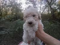 Giant schnoodle, a female Schnoodle for sale in Rattan, OK – Photo 5 of 7