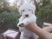 Giant schnoodle, a female Schnoodle for sale in Rattan, OK – Photo 3 of 7