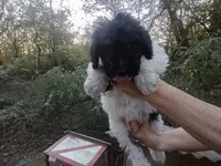 Giant schnoodle, a female Schnoodle for sale in Rattan, OK – Photo 1 of 7