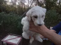 Giant schnoodle, a female Schnoodle for sale in Rattan, OK – Photo 2 of 7