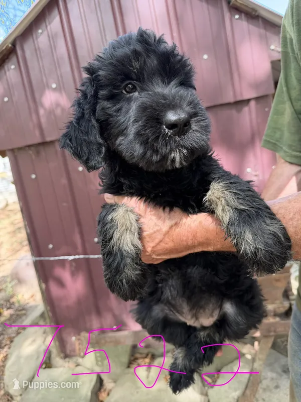 Rugar 2 – Giant Schnauzer puppy for sale in Rattan, OK
